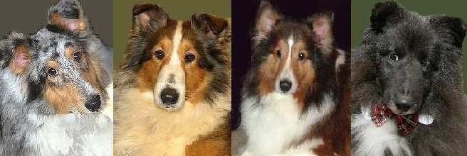 Central Illinois Sheltie Rescue Banner