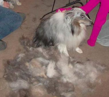 Lots of dog hair