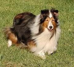 CISR - Sheltie Colors